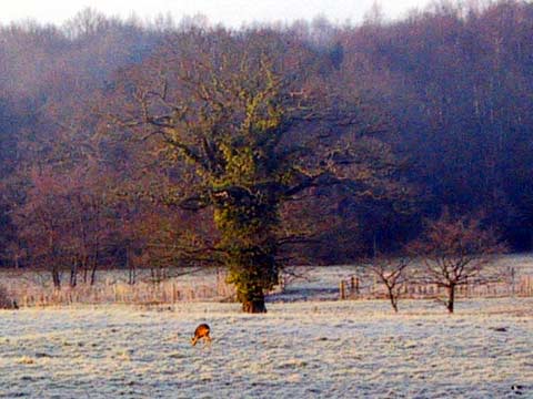  Deer 
