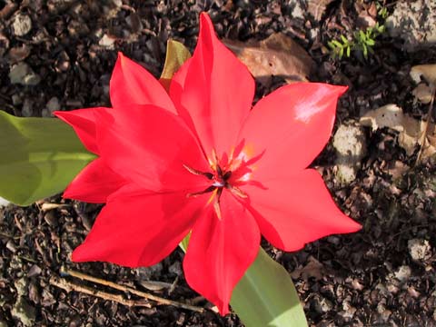  Tulip 