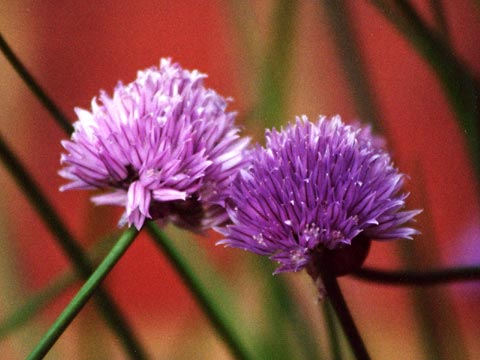  Chives by Yoshiko 