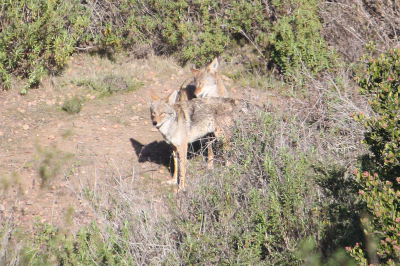   Coyote