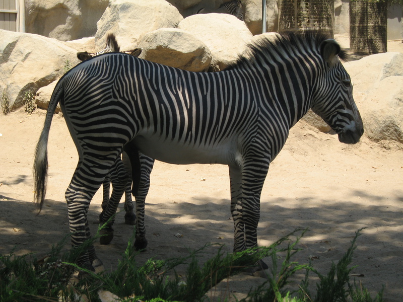  Zebra