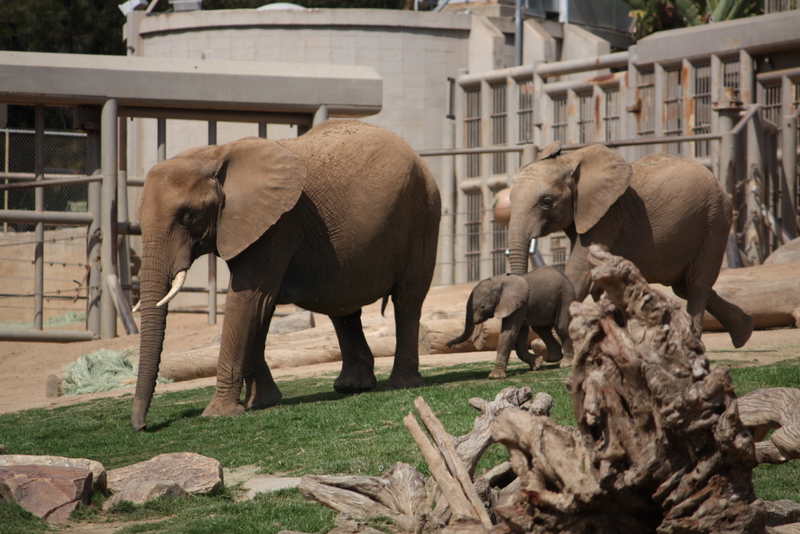  Baby Elephant