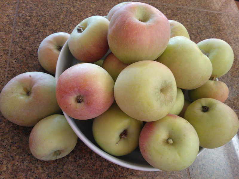   Apples