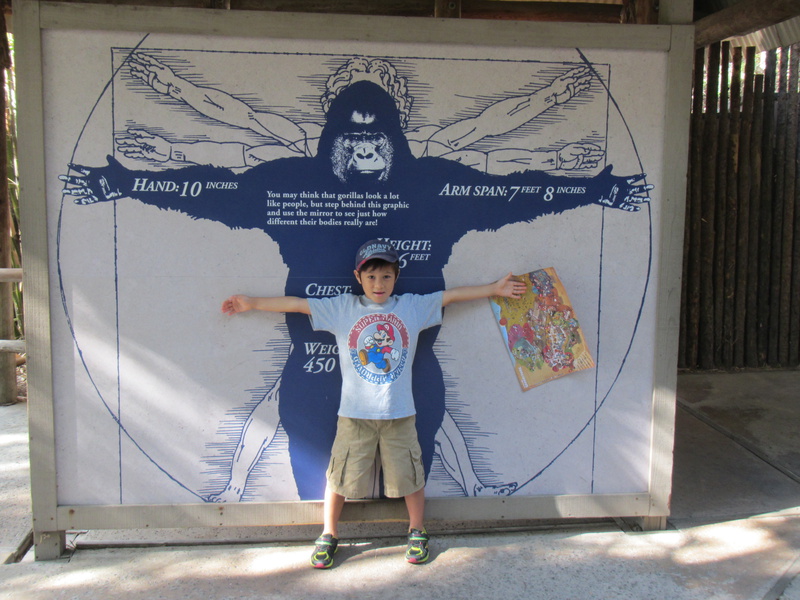 Gorilla