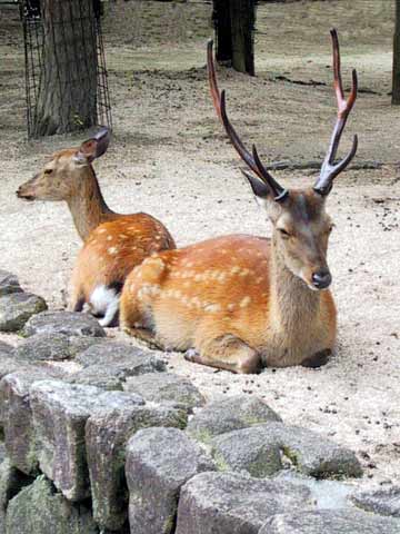  Deer 