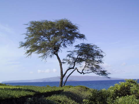  Tree at Wailea Point 
