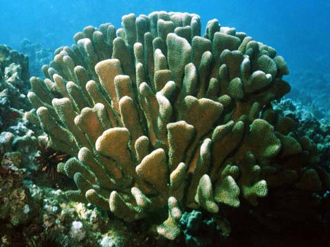  Antler Coral 